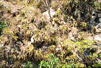 FGM1932 Hechtia sp..JPG