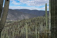IMDOC 4958 Cephalocereus.jpg