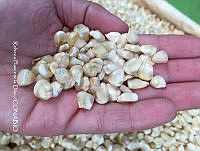 ZG014 0260 Zea mays.jpg