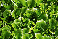 3R 01381 Eichhornia crassipes.jpg