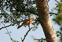 MGaves 1951 Icterus gularis.jpg