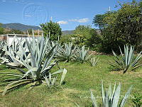 CGL4713 Agave americana.jpg