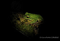 EGP0435 Charadrahyla altipotens.JPG