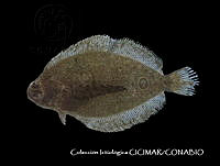 CICIMAR0559 Xystreurys liolepis.jpg