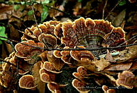 GAGC001 Trametes versicolor.jpg