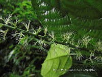 JF092 0622 Acalypha macrostachya.jpg