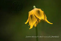ZAPF0491 Calochortus barbatus.jpg