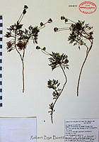 RBB0017 Hofmeisteria schaffneri.tif