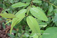 HVBR0102 Karwinskia humboldtiana.JPG