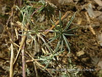 JF092 0459 Lupinus mexicanus.jpg