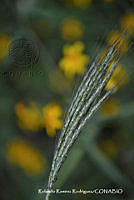 RRR0114 Bothriochloa barbinodis perforata.jpg