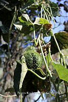 SG002 0158 Sechium edule.jpg