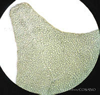 SL2688 Atriplex suberecta.jpg