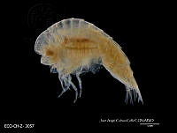 ME006 Z 0417 Brachyscelus globiceps - (Claus, 1879).jpg