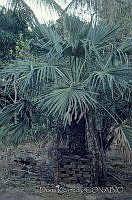 DK0456 Arecaceae.jpg