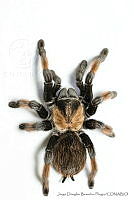 JDBP0081 Brachypelma emilia.jpg