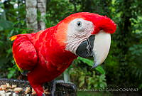 IMDOC1605 Ara macao.jpg