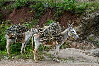 LRP1088 Equus asinus.jpg