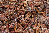 3R00710 Sphenarium purpurascens.jpg