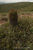 OTVHK040-248 Ferocactus haematacanthus.TIF