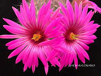 3R 00924 Mammillaria boolii.tif