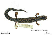 ME006 herp SCLC 0275 Bolitoglossa flaviventris - (Schmidt, 1936).jpg