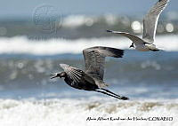 AAKVDH 0076 Egretta caerulea; Leucophaeus atricilla.JPG