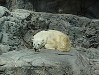 CGL2272 Ursus maritimus.jpg