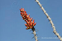 ORGR0187 Fouquieria splendens.jpg