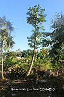 ZG012 0054 Carica papaya.jpg