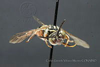 CGVM1239 Triepeolus helianthi.jpg
