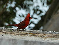 MCS IM0106 Cardinalis cardinalis ssp. Mariae.jpg