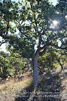 LI005 0045 Quercus chihuahuensis.jpg
