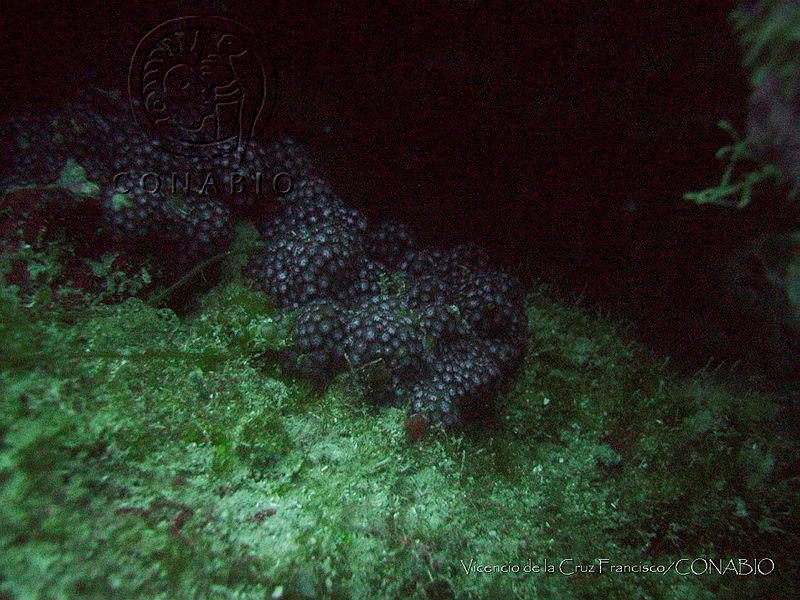 VDLCF1458%20Porites%20branneri.jpg.jSe 1I30MWE5FyVbQA3g0JtbmFja29CbnFuZ3NAbXJ6LGtwZwA.wky0OY5hPc
