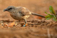 JRRO0434 Quiscalus lugubris.jpg