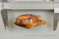 RQTG1223 Herichthys carpintis.jpg