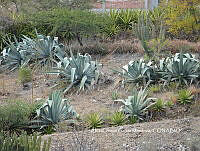 AJGM0279 Agave americana.JPG