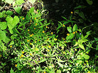 MRG-2017-760 Melampodium rosei (MEGA-10oct17-b).JPG