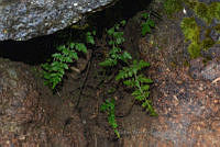 VWS050 Cystopteris fragilis.jpg
