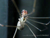 LASL0011 Physocyclus dugesi.jpg