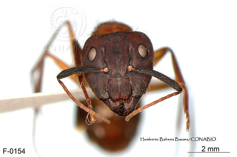 ME006%20Hormi%200171%20Camponotus%20vicinus.jpg.rSe3tqz0Mbk P8dhQA3g0JtbmFja29CbnFuZ3NAbXJ6LGtwZwA.Ovsp HbTg 
