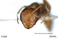 ME006 Hormi 0321 Pseudomyrmex boopis.jpg