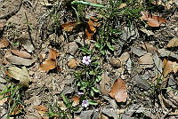 JJBC0192 Dyschoriste decumbens.JPG