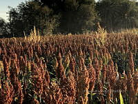 RG034 0041 Amaranthus palmeri.jpg