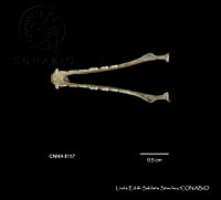 LESS 0394 Choeronyteris mexicana.JPG