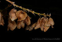 VWS&YRA0029 Beaucarnea pliabilis.jpg