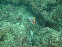 CGG0570 Holocentrus adscensionis.JPG