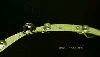 SM0058 Gotas de agua.jpg