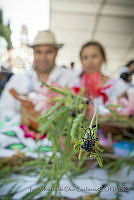 IMDOC3318 Thasus gigas.JPG