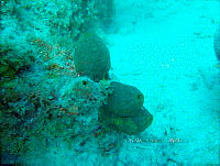 NE018 0979 Lysmata.jpg